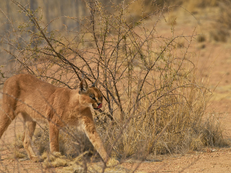 Hammerstein Lodge, Caracal
